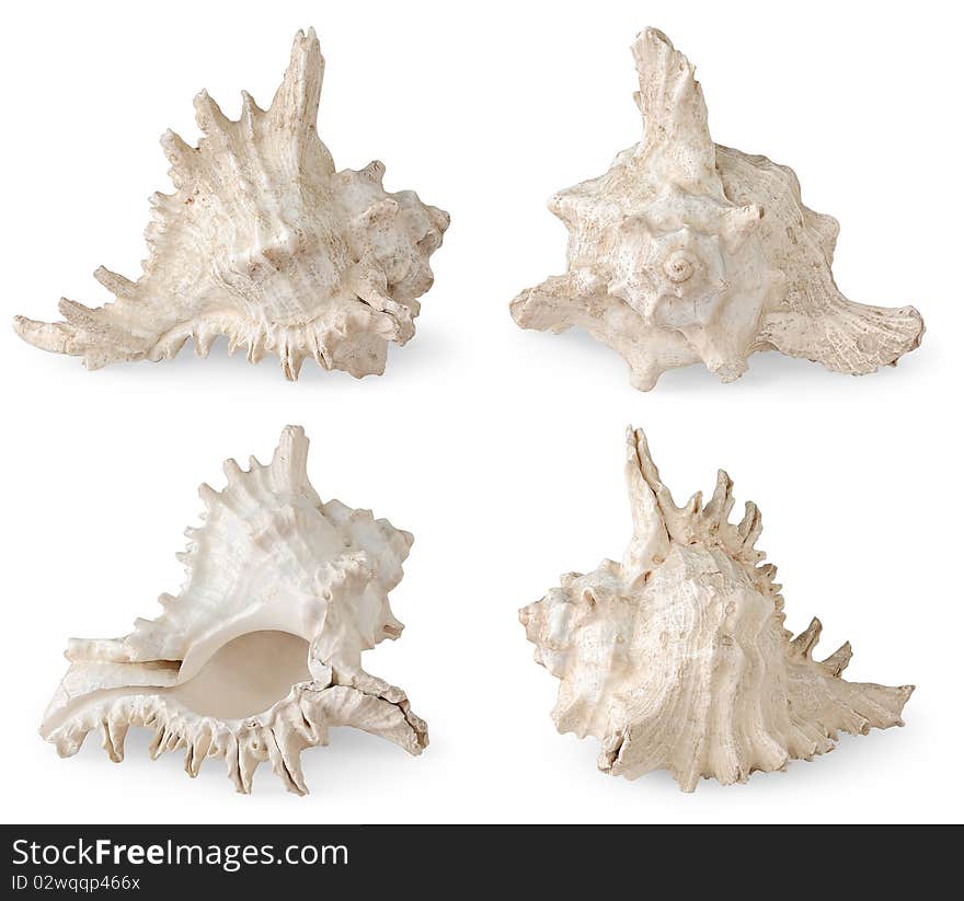 Sea shells over white background