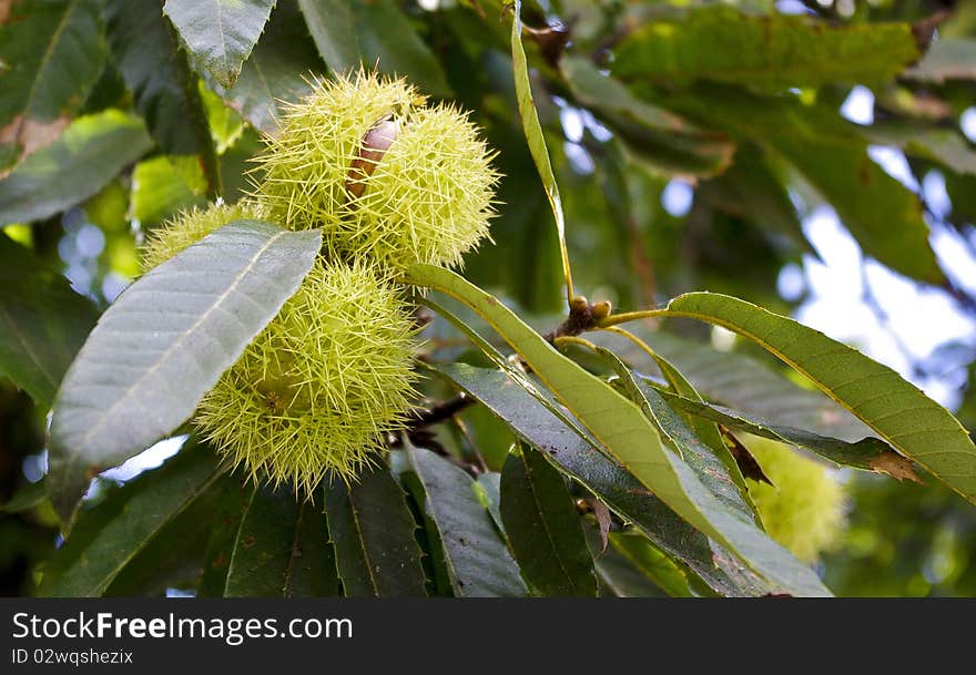 Chestnut in hedgehog