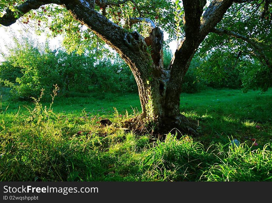 Apple tree in New England. Apple tree in New England