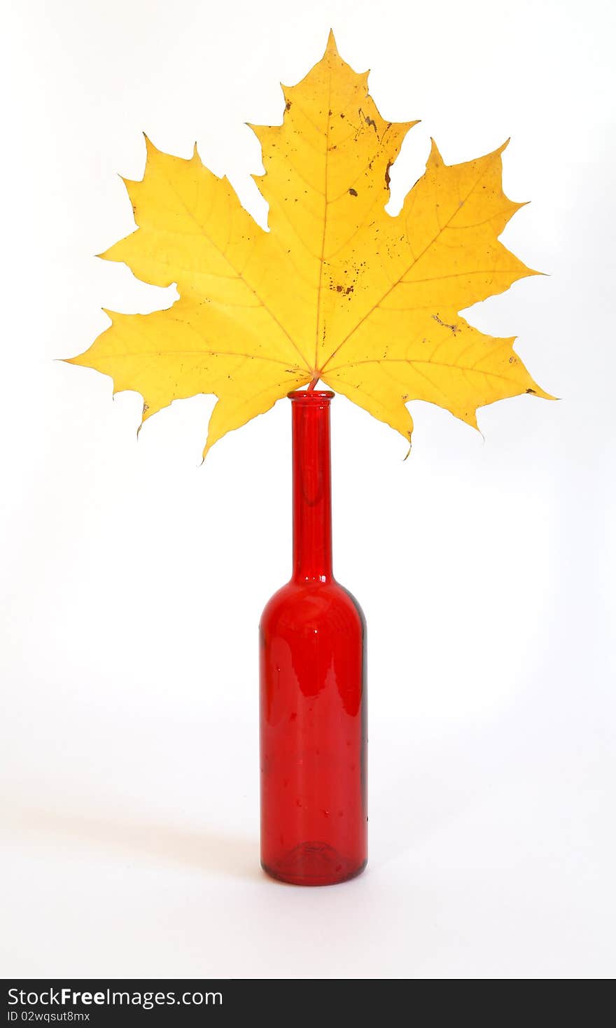 Maple leaves in autumn color glass vase on a white background