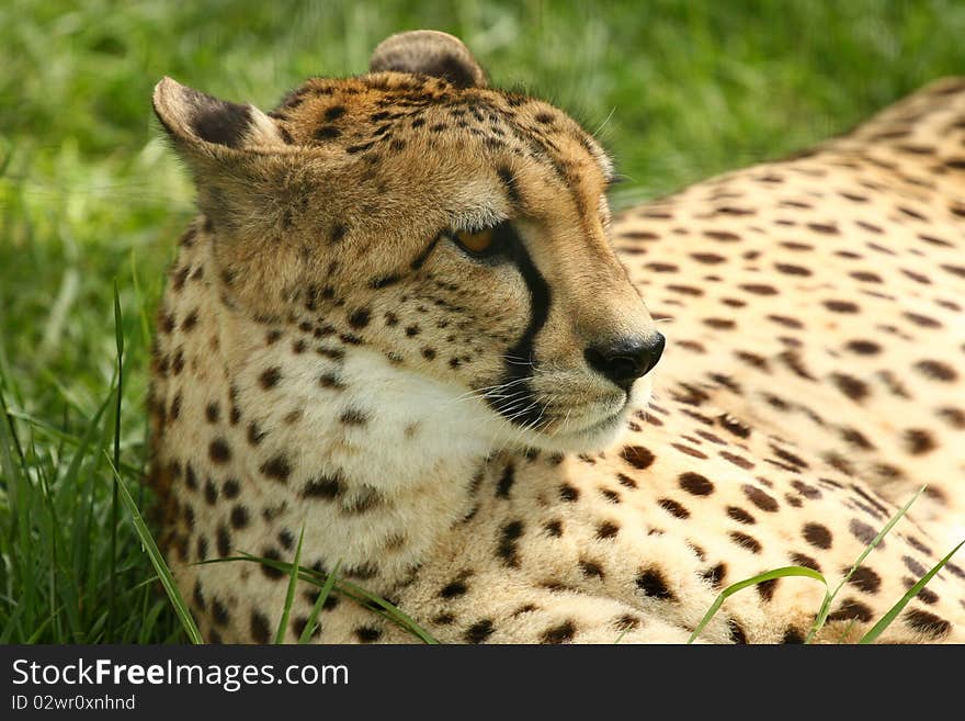 Cheetah laying down on grass. Cheetah laying down on grass