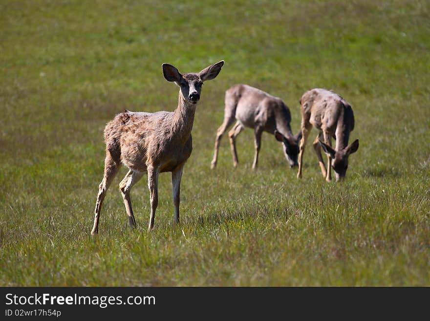 Group of deer grazing in Santa Cruz California field. Group of deer grazing in Santa Cruz California field