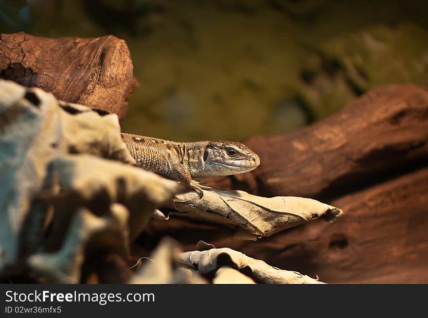 Single lizard emerging from hiding in the dry leaves in terrarium