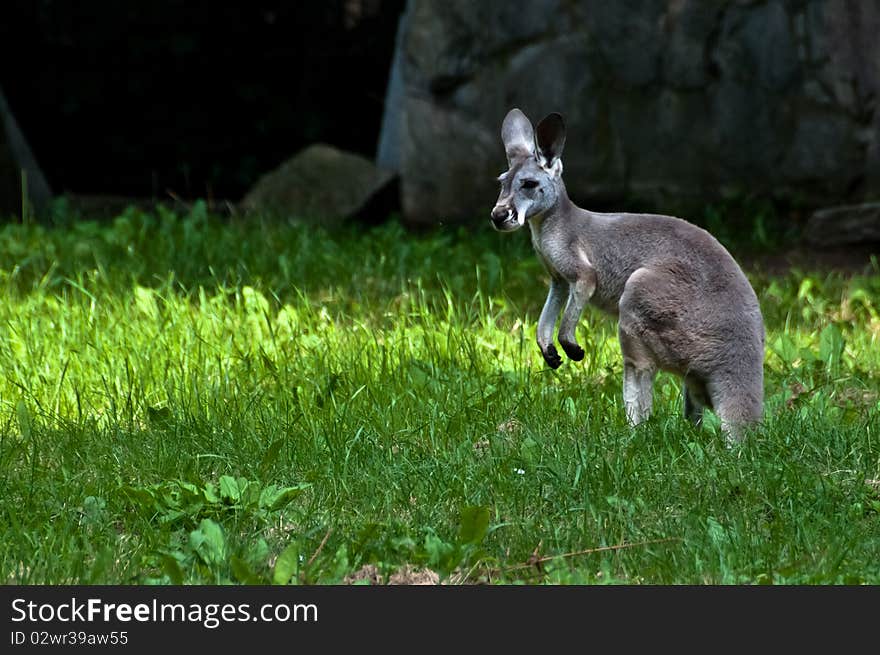 Single grey kangaroo standing still