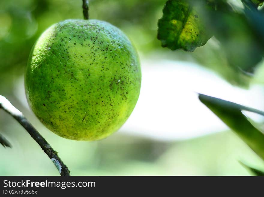 Orange on Tree