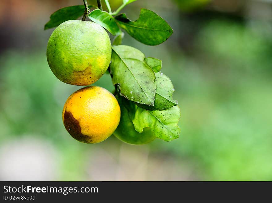 Two Oranges on Tree