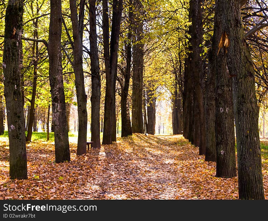 Autumn avenue with leaves falling from trees