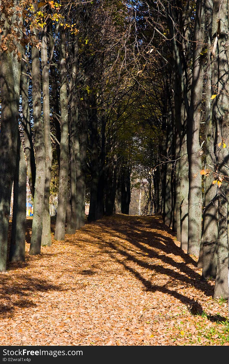 Autumn avenue with leaves falling from trees