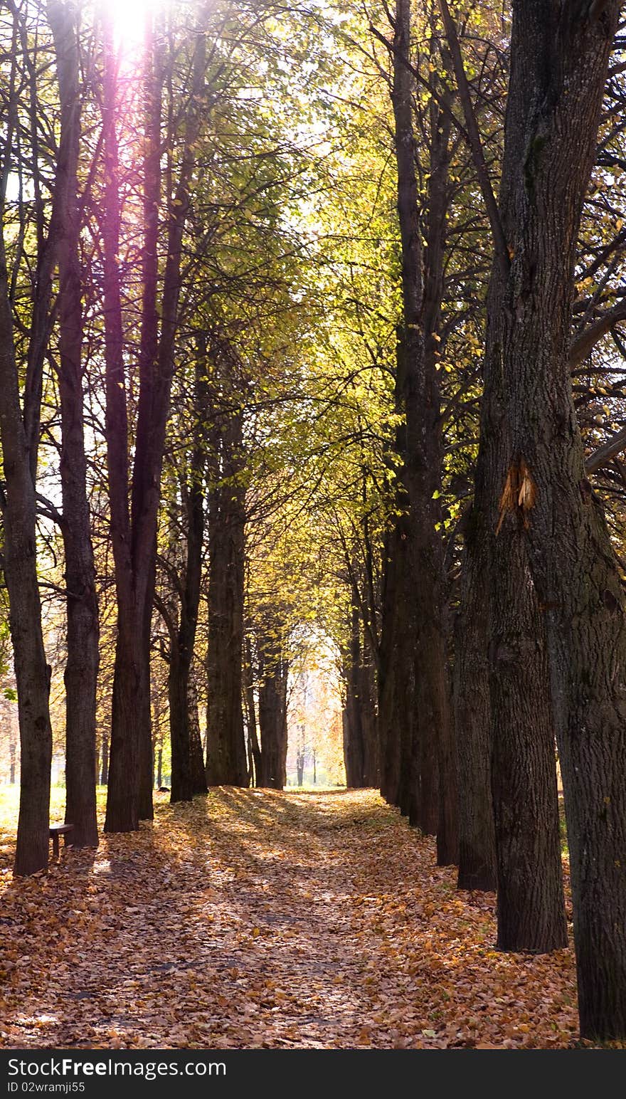 Autumn avenue with leaves falling from trees