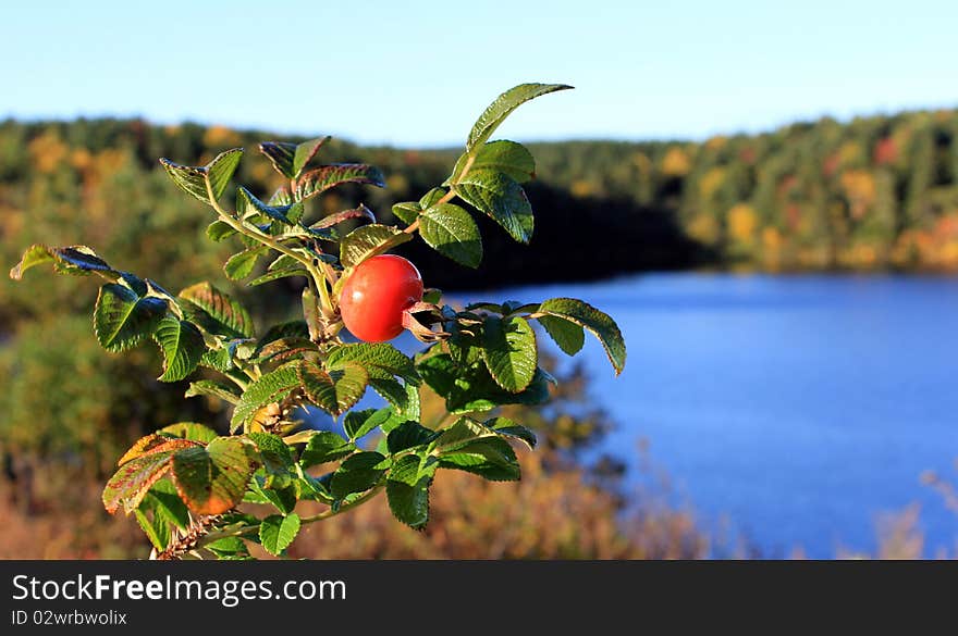 The dogrose grows against lake, the dogrose has kept up