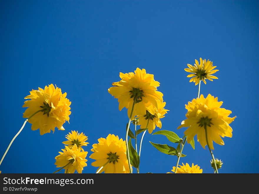 Yellow flowers against a blue sky