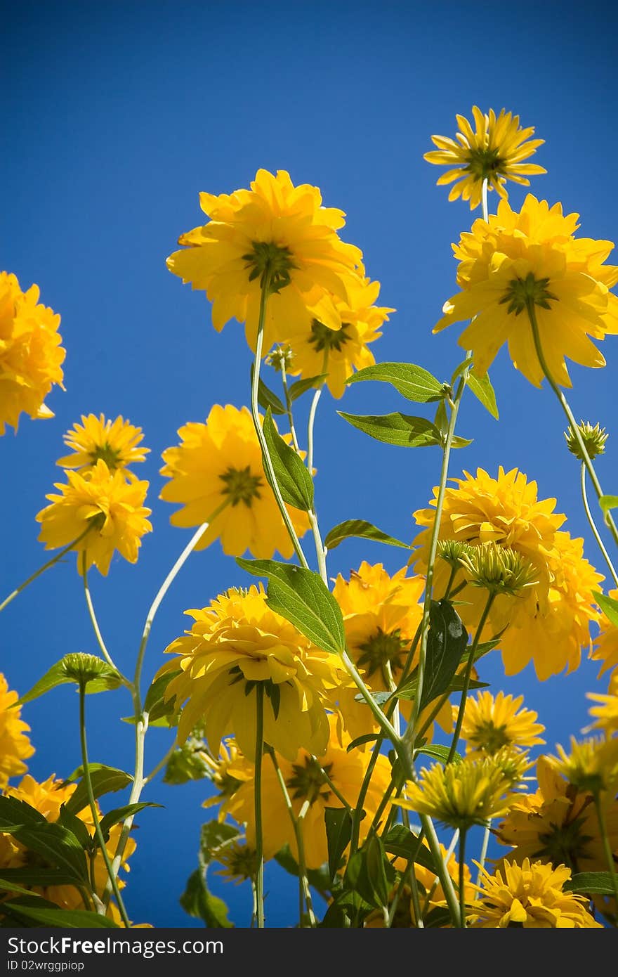 Yellow flowers against a blue sky