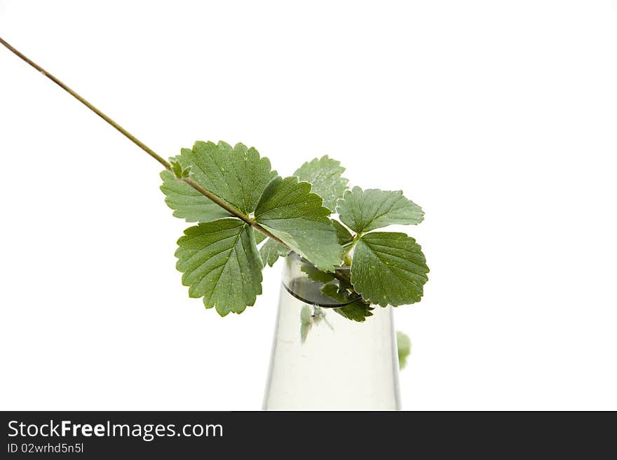 Strawberry plant in the vase