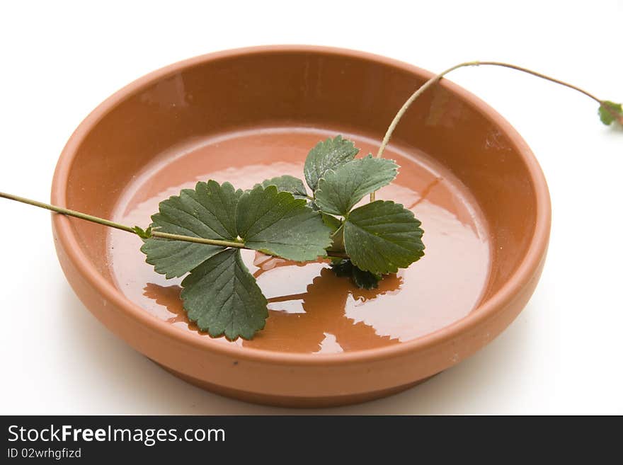 Strawberry plant in the lower plate