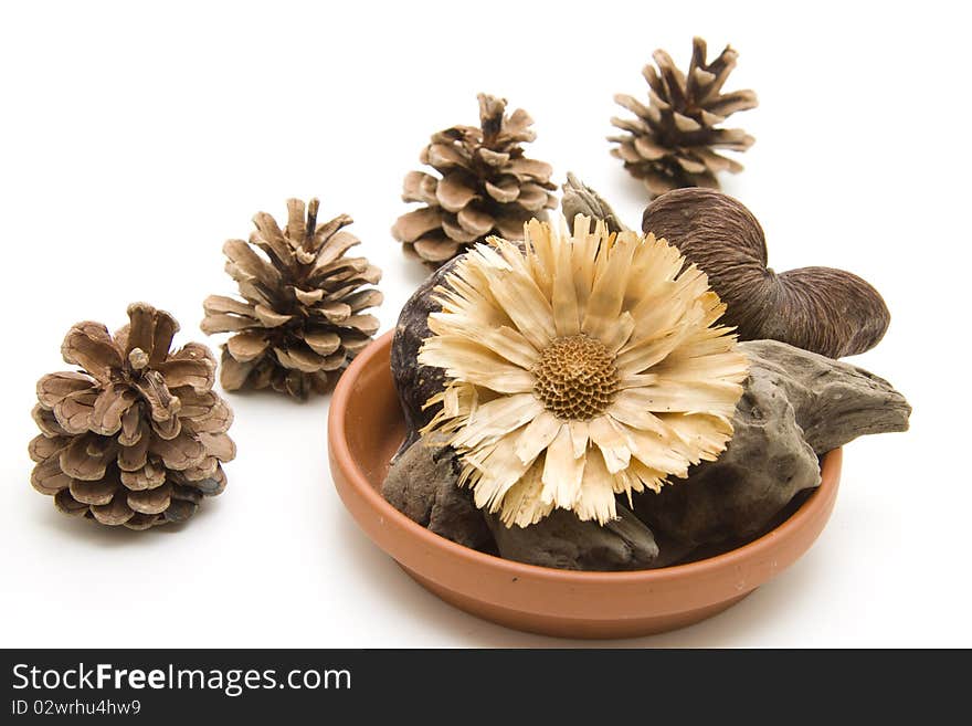 Roots and nutshells with dry flower