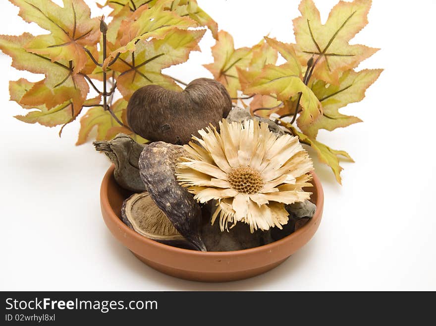 Shells with dry flower