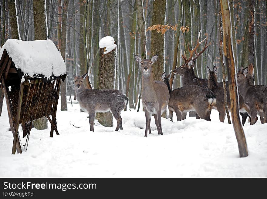 Elk