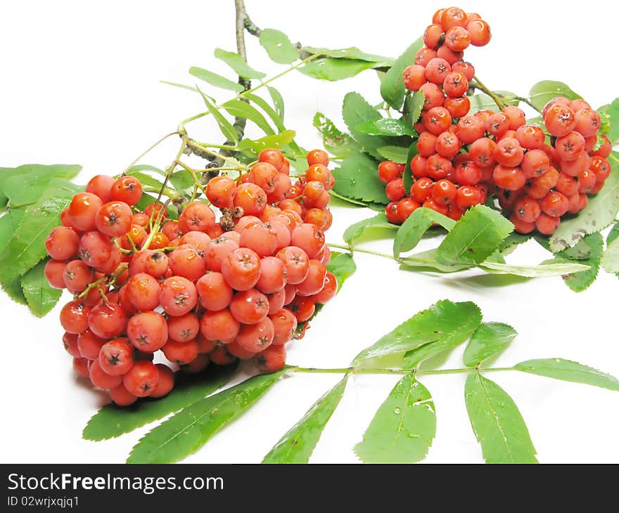 Mountain ash berries on branch