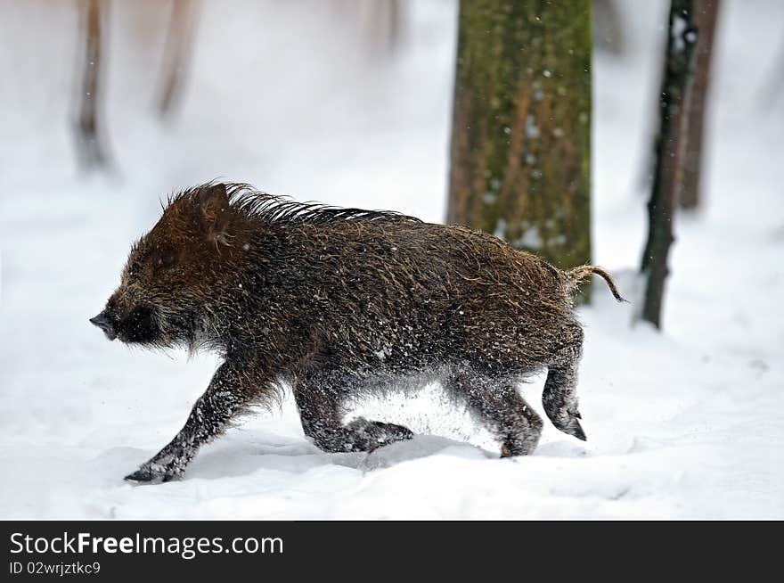 Natural environment of dwelling of wild wild boar. Natural environment of dwelling of wild wild boar