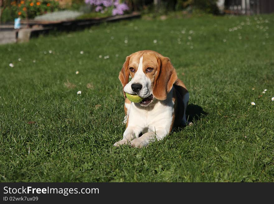 Beagle is playing in the garden with a ball. Beagle is playing in the garden with a ball