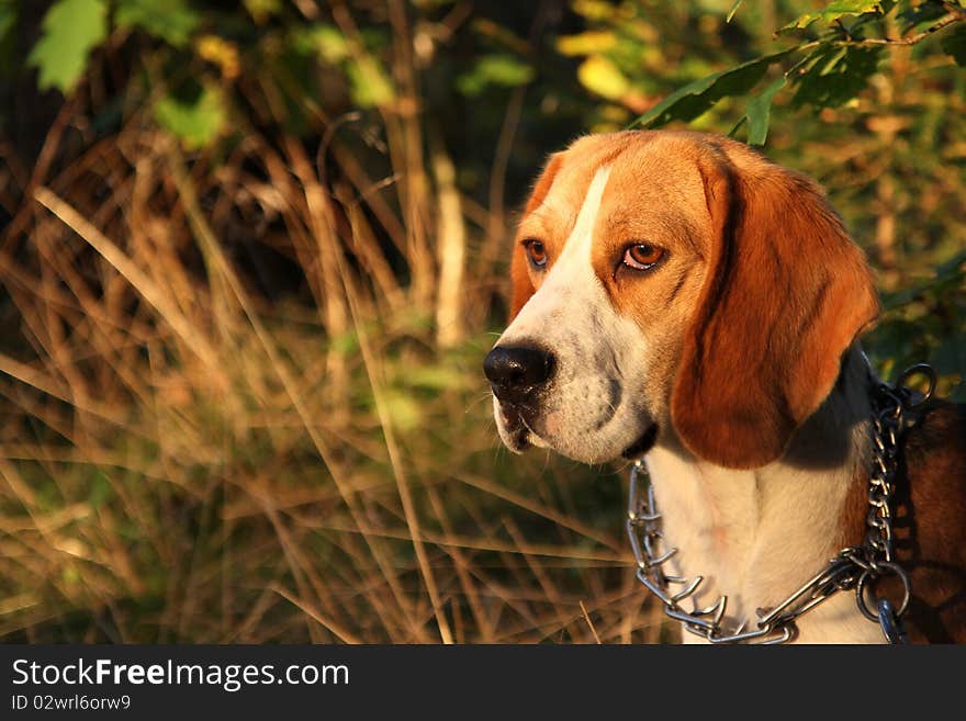 Beagle´s prtrait in the forest. Beagle´s prtrait in the forest