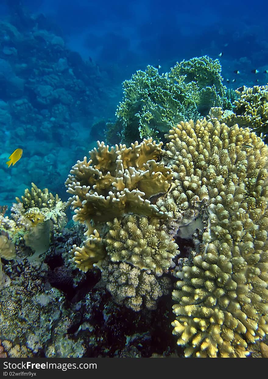 Colourful kind of a landscape under water