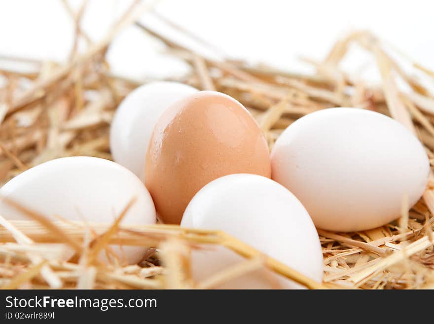 Nest of Brown and White Eggs