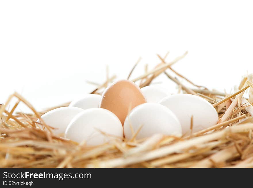 Nest of Brown and White Eggs