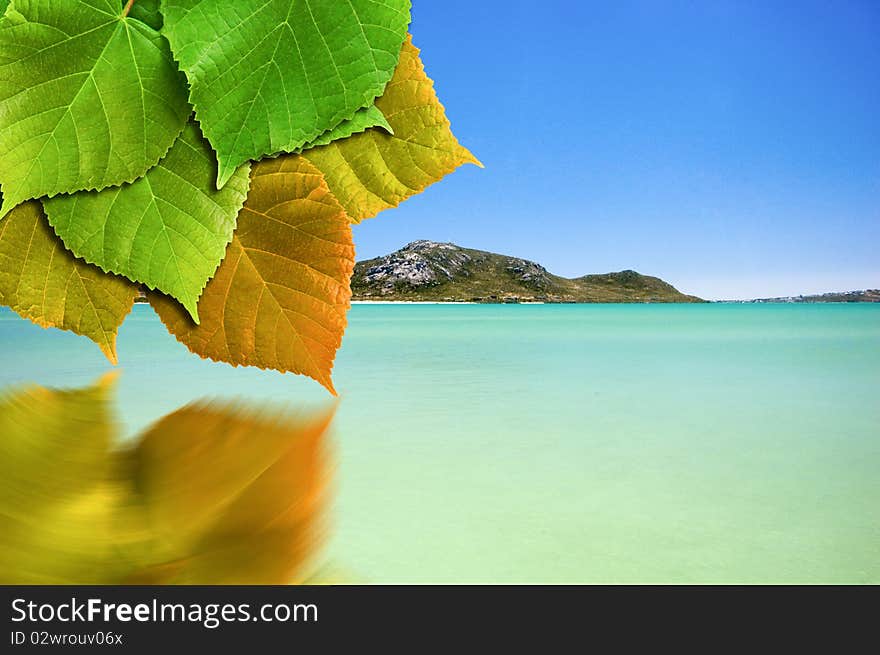 Picture of a Green leaf reflected in water. Picture of a Green leaf reflected in water