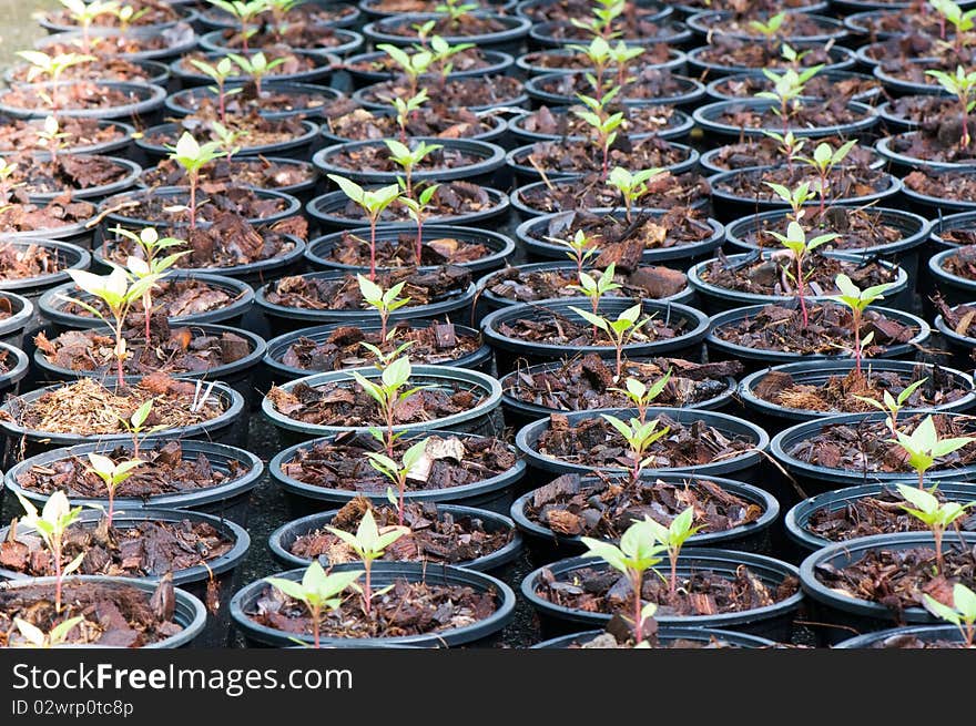 Young plant in black  flowerpot