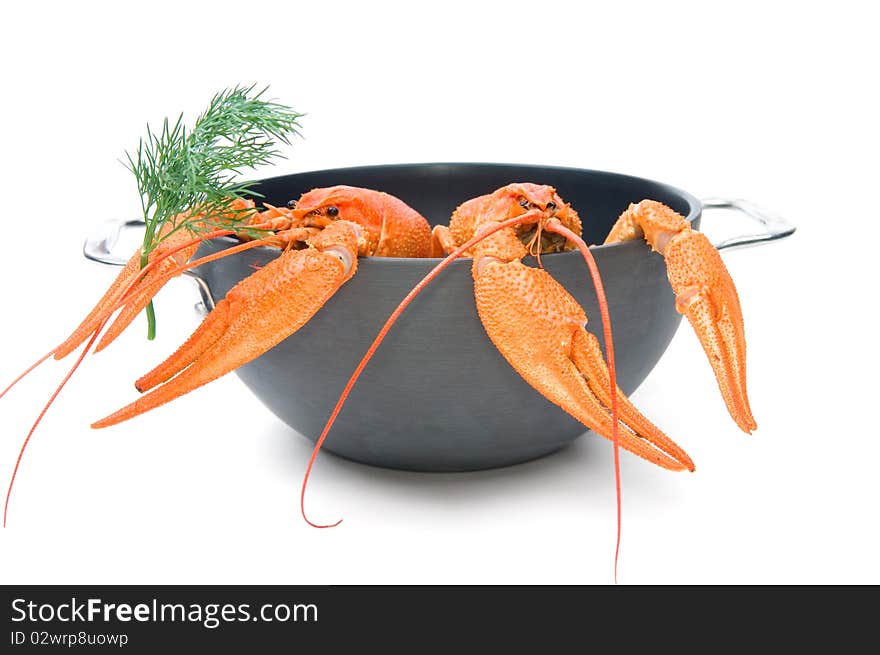 Closeup of isolated crayfish in pan on white background