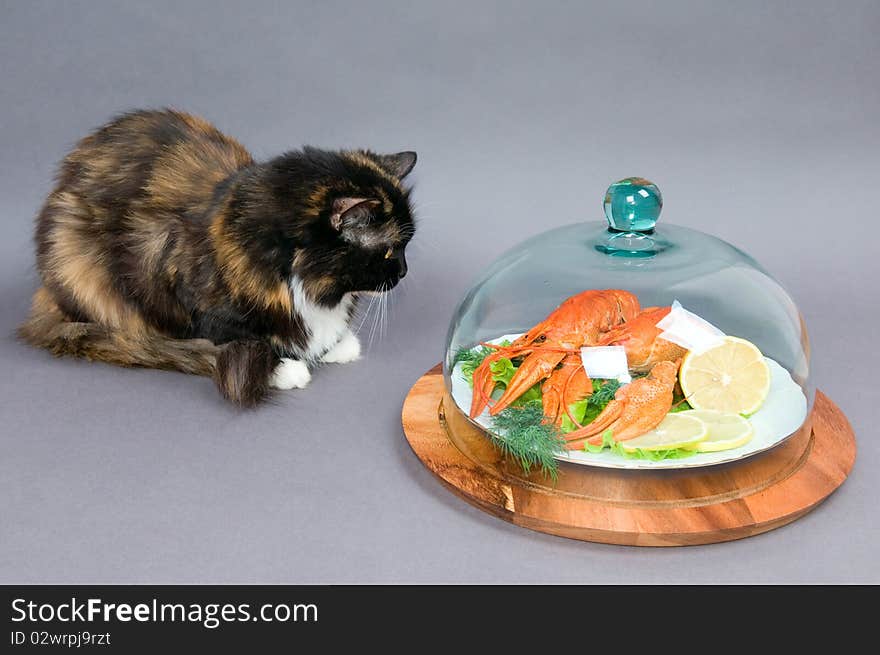 The cat examines a plate of Crayfish on a gray background. The cat examines a plate of Crayfish on a gray background.