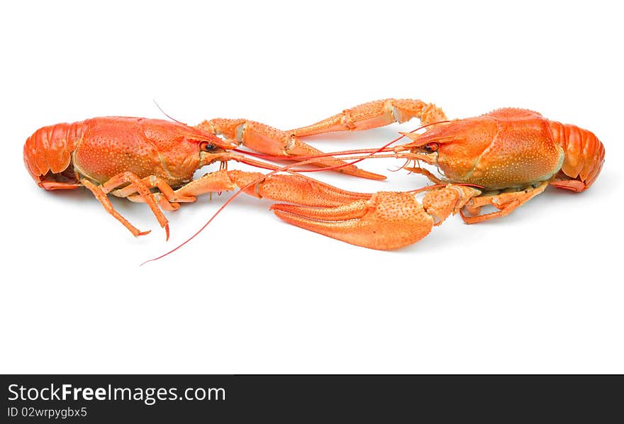 Closeup of isolated crayfish on white background