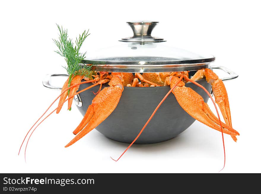 Closeup of isolated crayfish in pan on white background