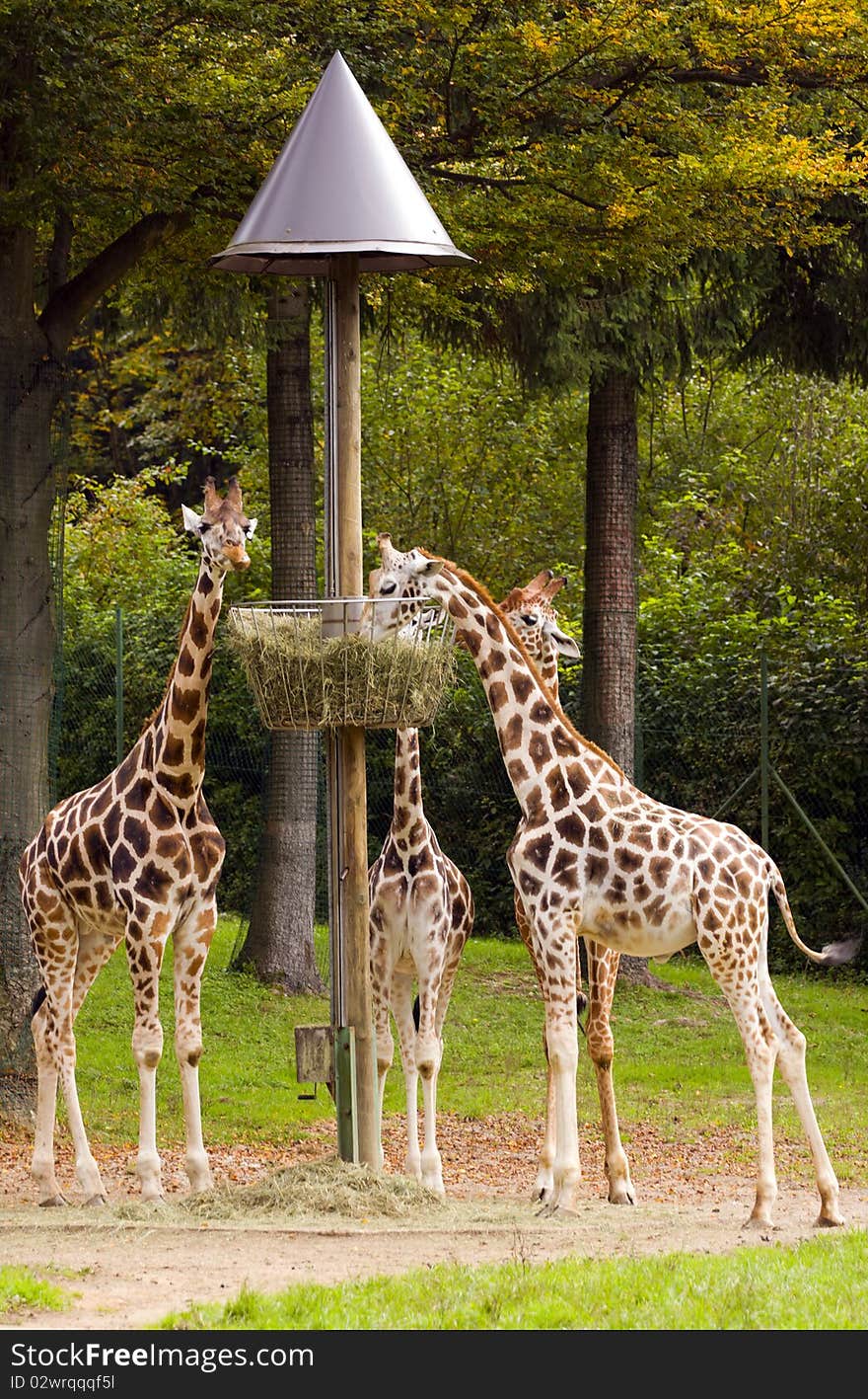 Giraffes in the ZOO eating from the basket.