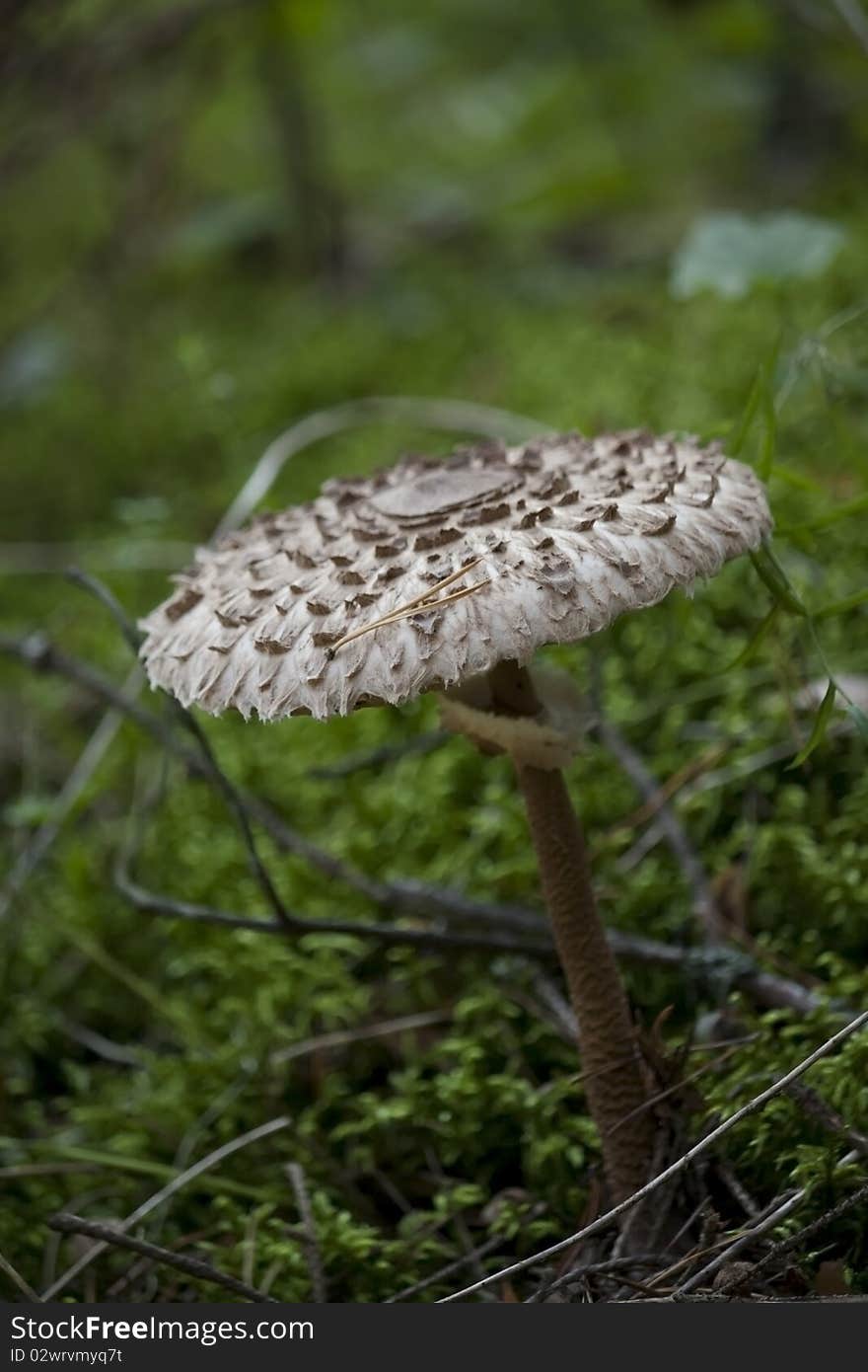 A mushroom in the forest