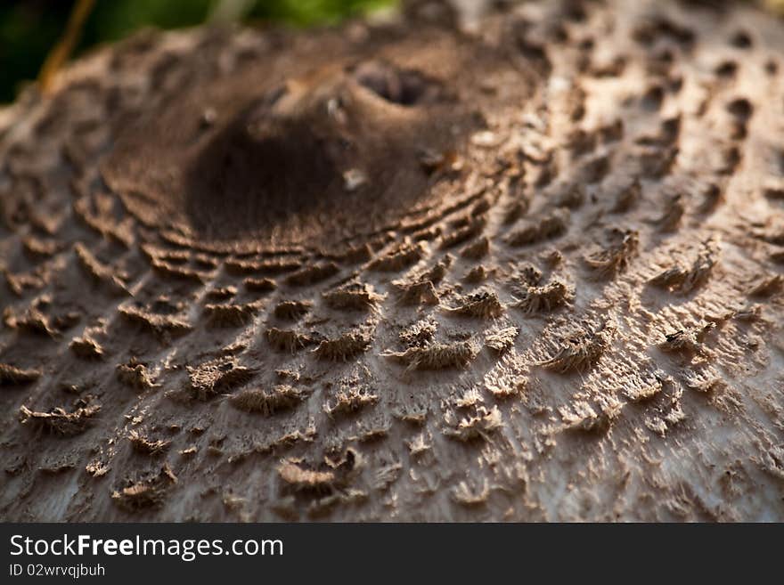 A mushroom in the forest