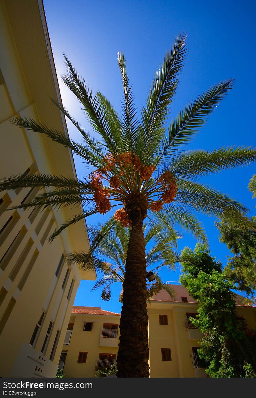 A palm tree in the city heat