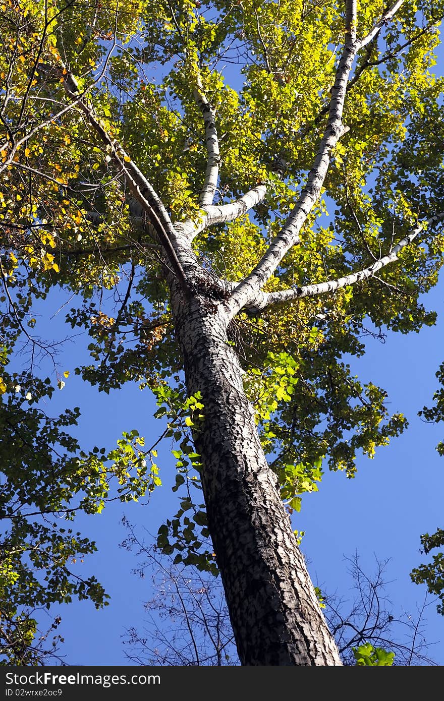 Autumn tree against the blue sky