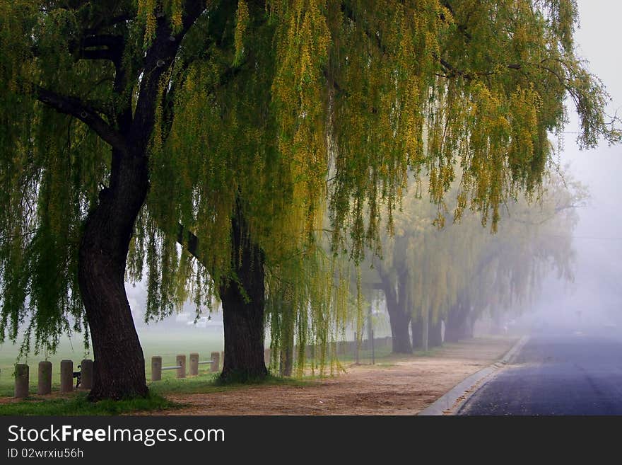 Hanging trees in the mist