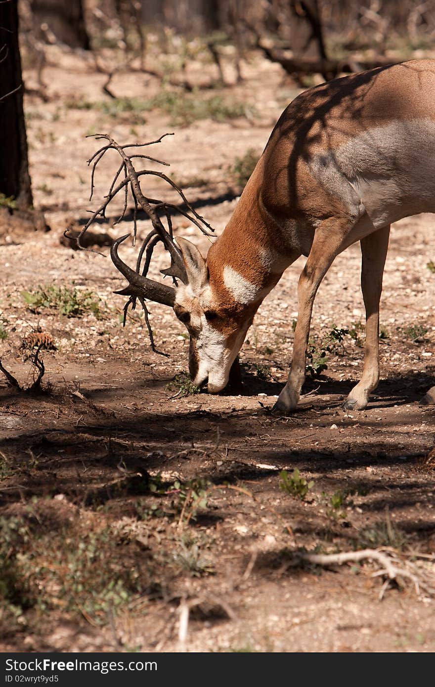 A dear that was eating in a burned down forest part of bryce canyon USA