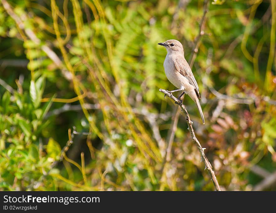 The Lead-colored Flycatcher