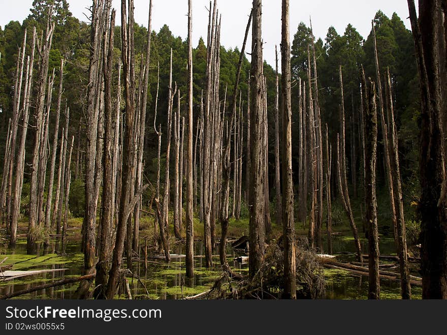 A swamp in forest with lot of dead trees