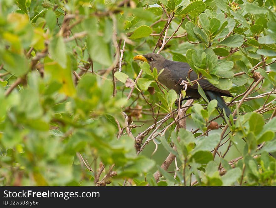 A half-hidden Yellowbill bird