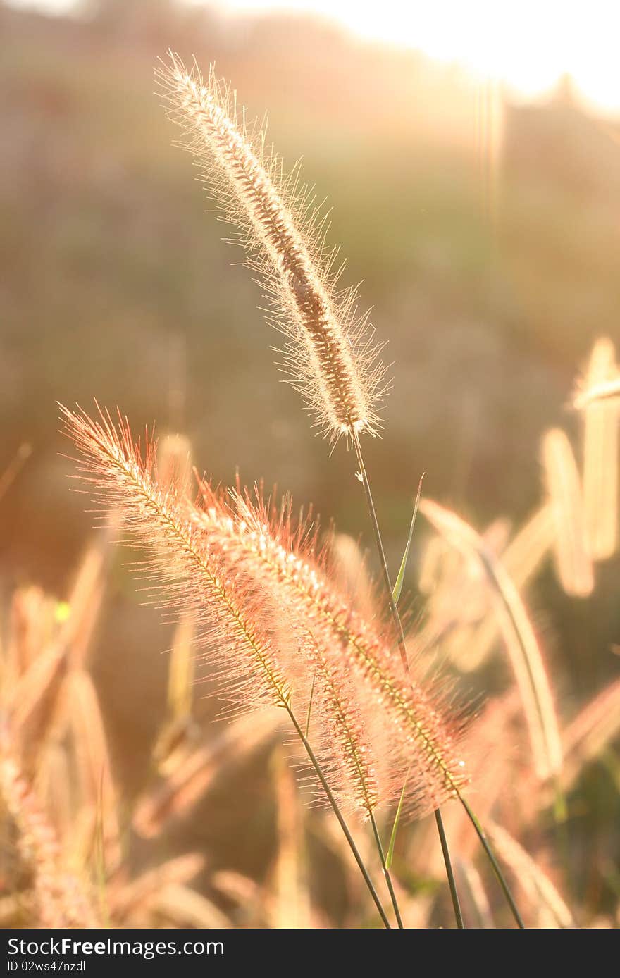 Grassland With Sunset