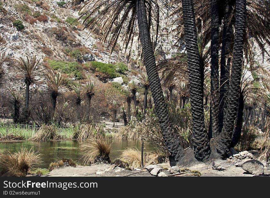 Details of burned palm trees on Preveli beach, crete island, greece, after the fire in august 2010
