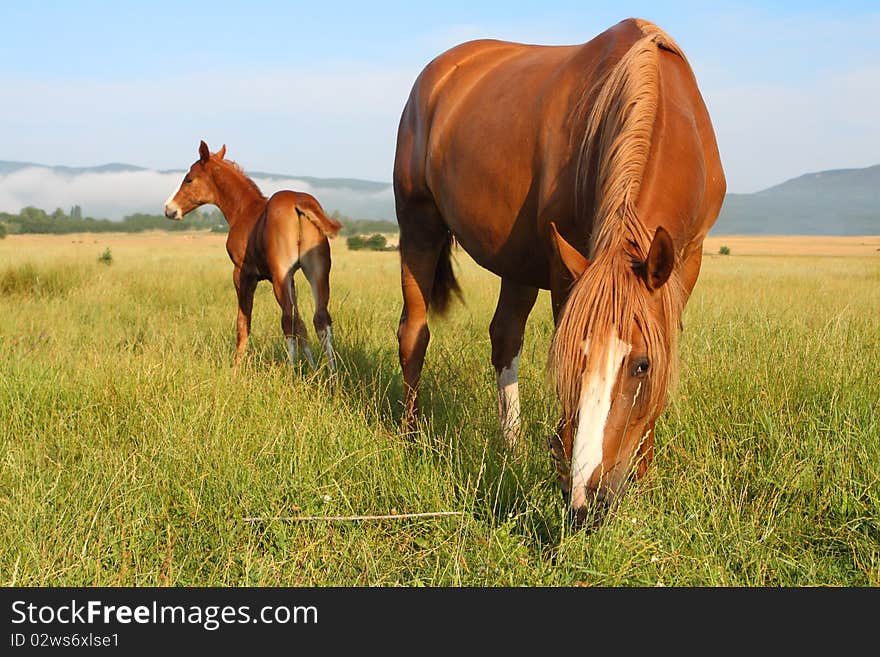 Baby horse and his mother on the field. Baby horse and his mother on the field