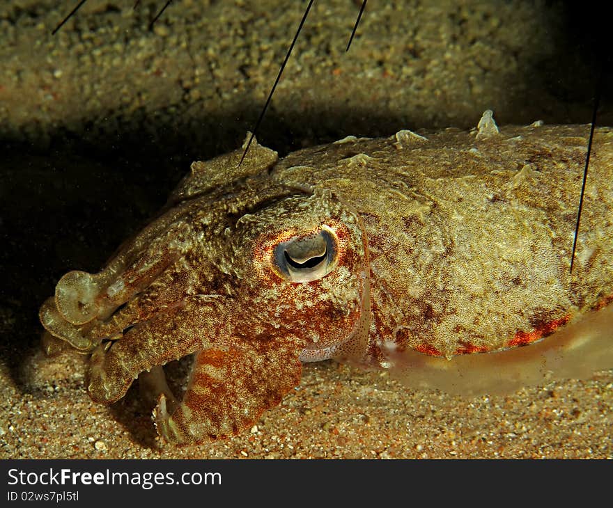 Cuttlefish