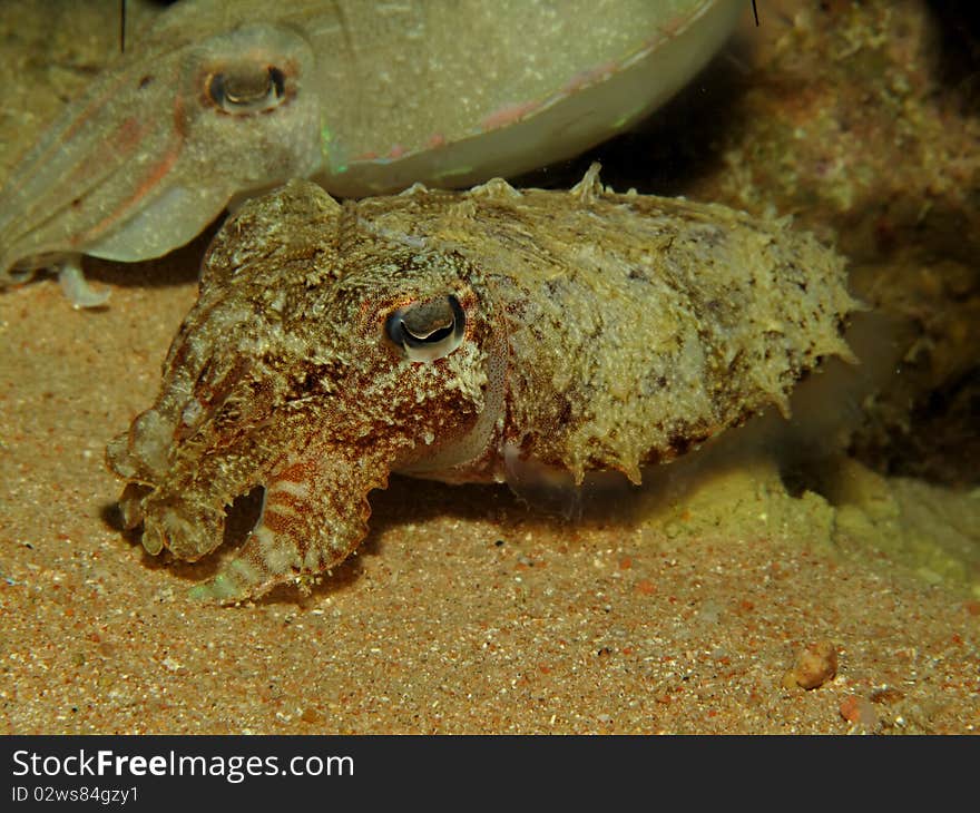 Cuttlefish