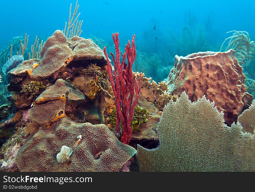 Coral reef off the coast of Roatan honduras. Coral reef off the coast of Roatan honduras